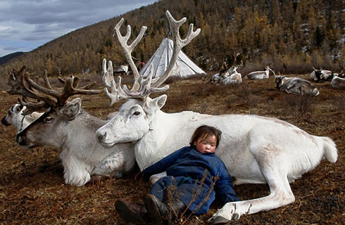 reindeer.jpg
