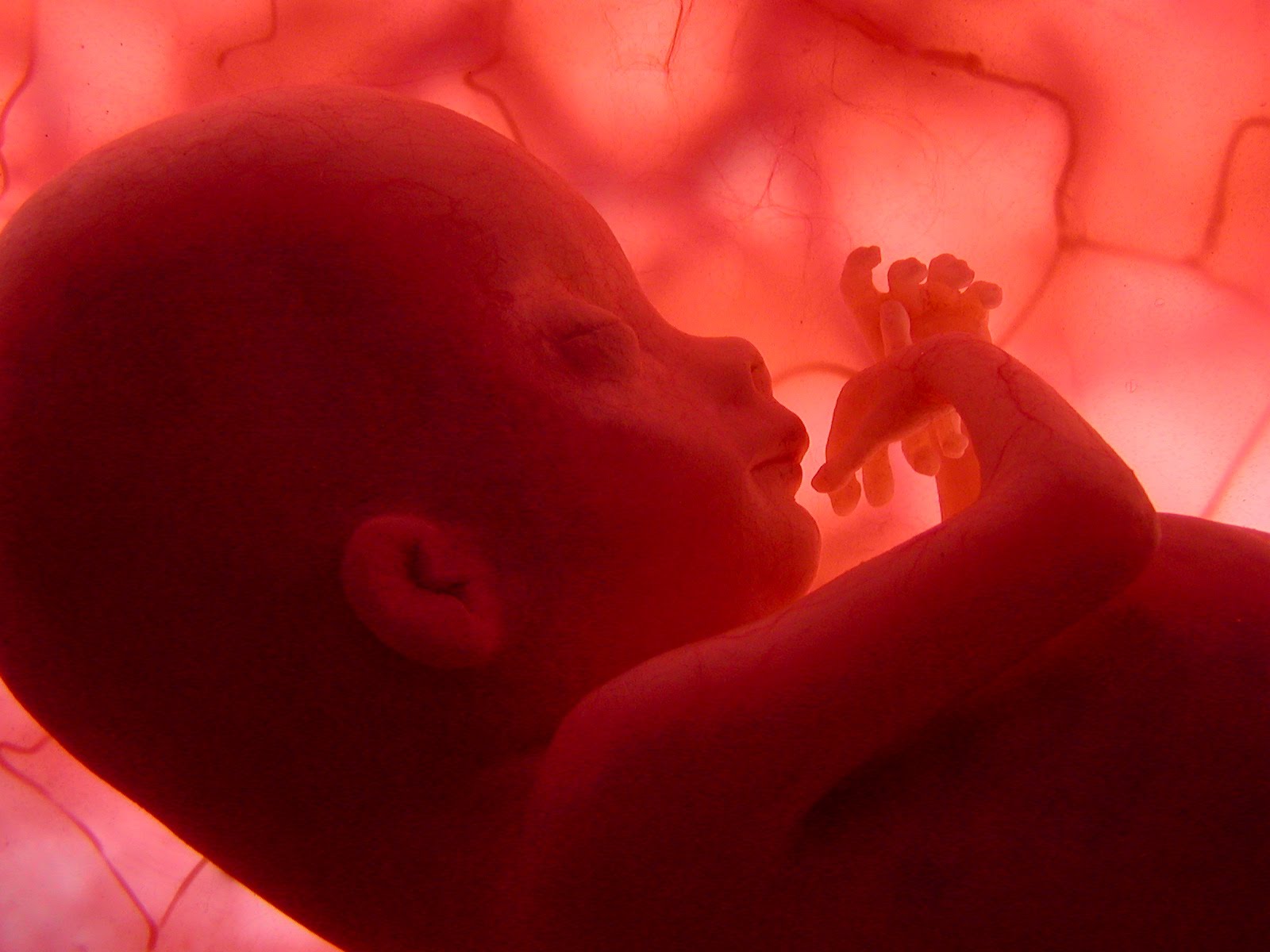 abort_embrio.jpg