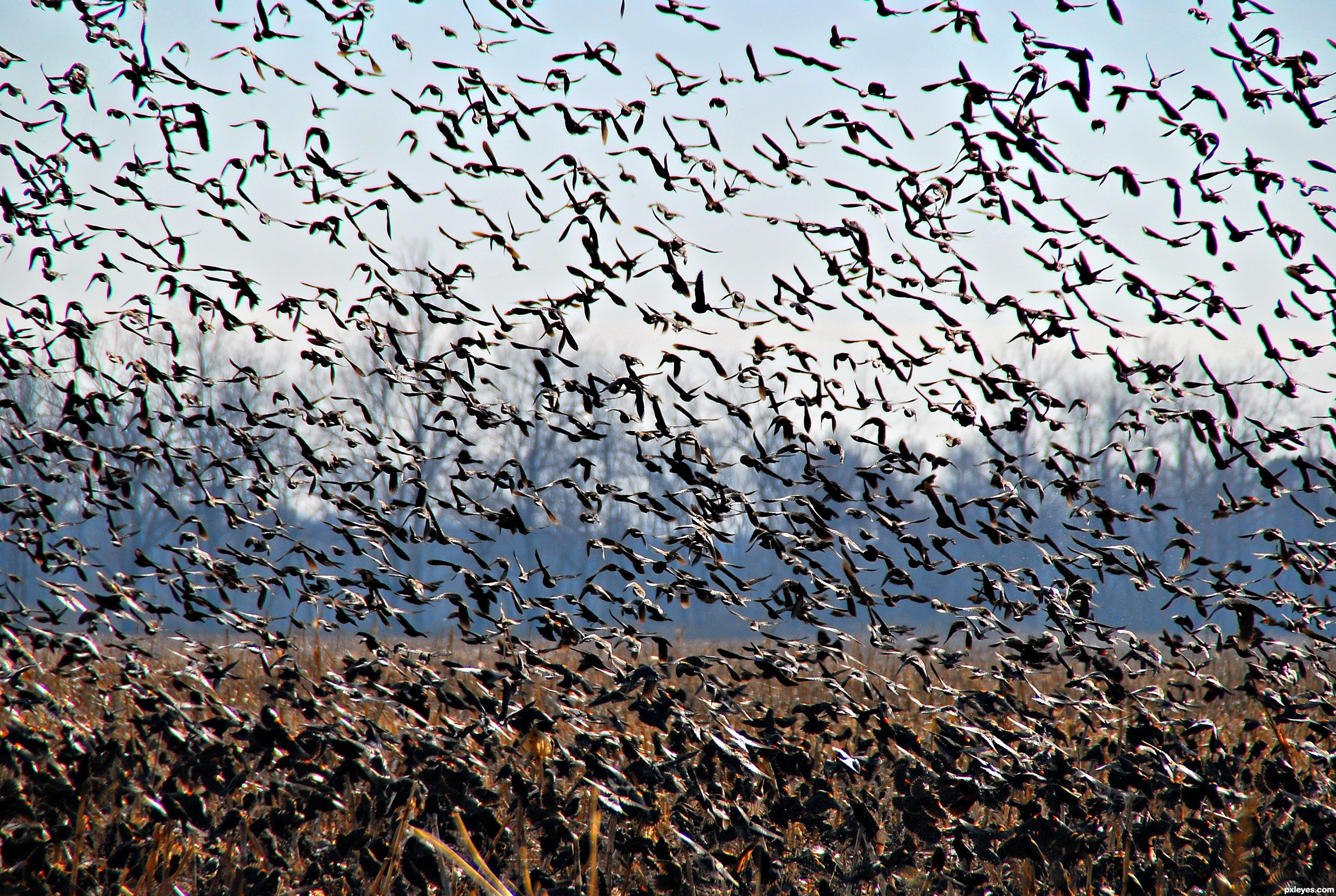 birds-fill-the-sky-4fe65cb47a636_hires.jpg