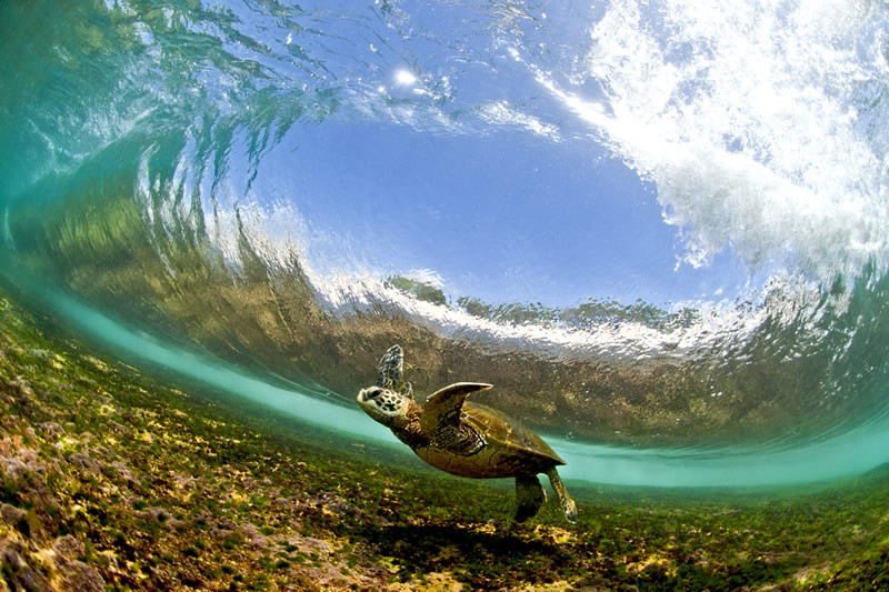 dancing_honu_800.jpg