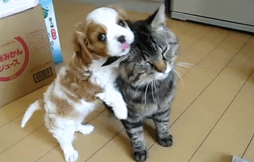 20120601_05_kutya.gif