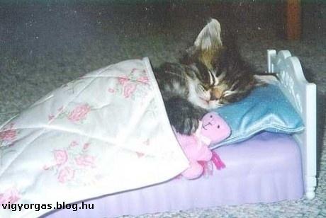 20120613_06_cica.jpg