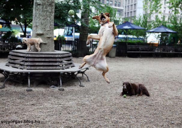 20120618_06_kutyatanc.jpg