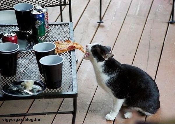 20120710_02_pizzaszerelem.jpg