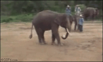 20120914_02_elefantfoci.gif