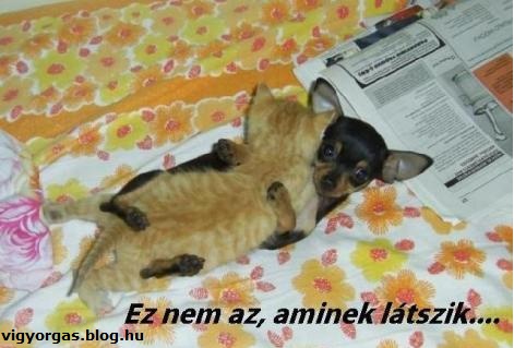 20120918_05_kutyacica.jpg