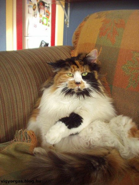 20120920_06_neszenekedgarfield.jpg