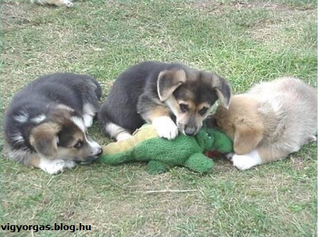 20121025_03_kutyavsaligator.jpg