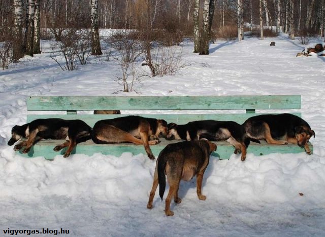 20121210_05_kutyahelyzet.jpg