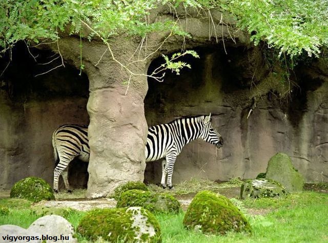 20130505_03_zebralimo.jpg