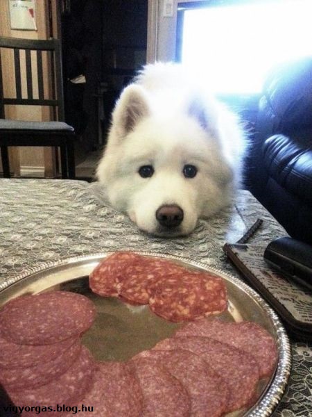 20141111_01_cuki_csakegyet.jpg