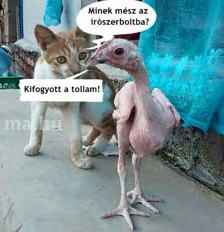cica_tyuk.jpg