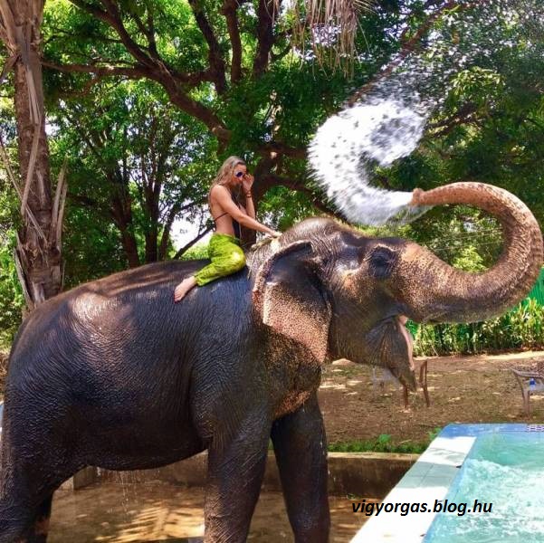 20201103_01_huncut_elefant.jpg