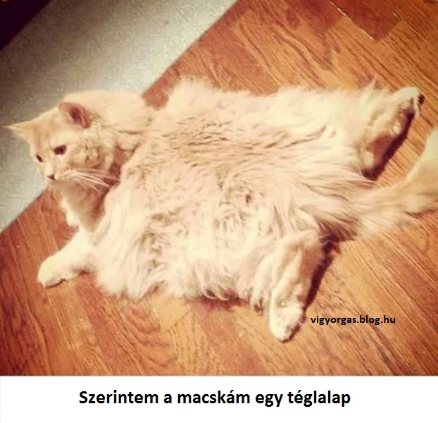 20210910_02_macska.jpg