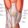 Az újabb kihívás neve: Vastus medialis