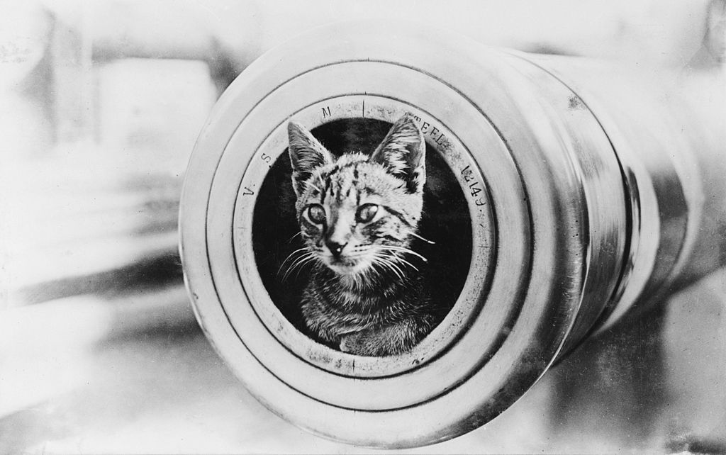 1024px-a_cat_on_hmas_encounter.jpg