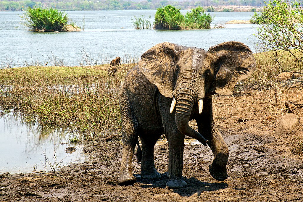 1024px-elephant_at_majete_wildlife_reserve.jpg