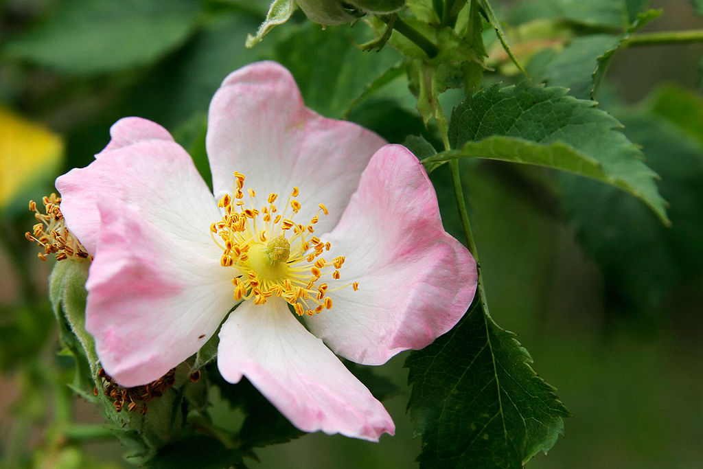 1024px-wild_rose_flower.jpg