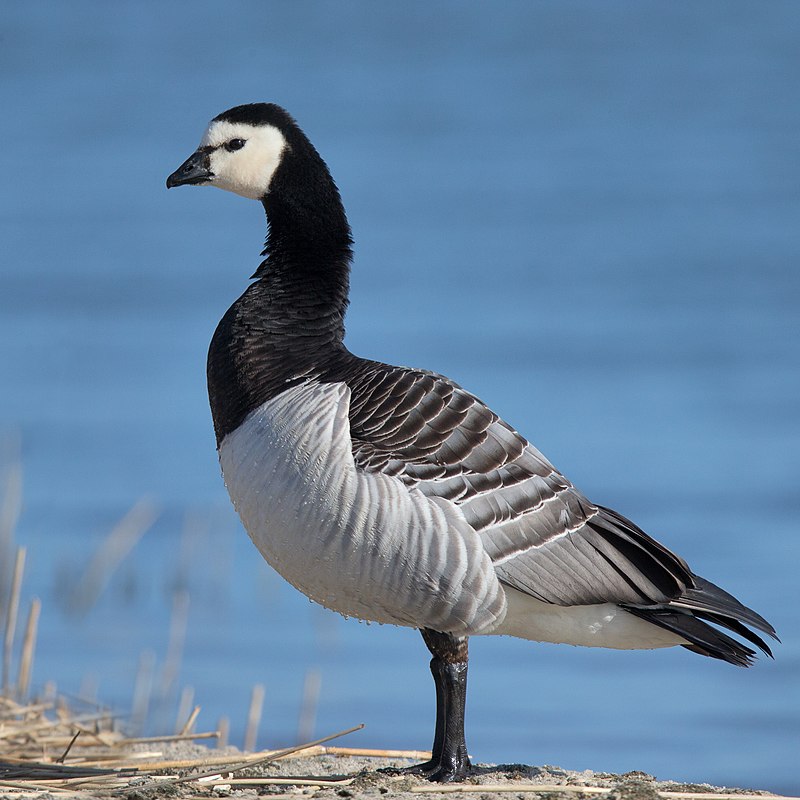 800px-barnacle-goose.jpg