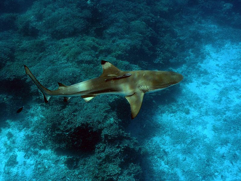 800px-carcharhinus_melanopterus.jpg