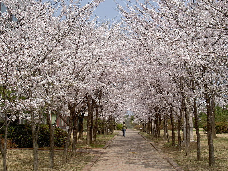 800px-cherry_blossoms_at_postech.jpeg