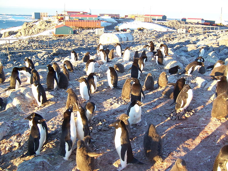 800px-colonie_de_manchots_adelies.jpg