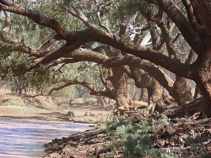 800px-combo_waterhole-alun_hoggett.jpg