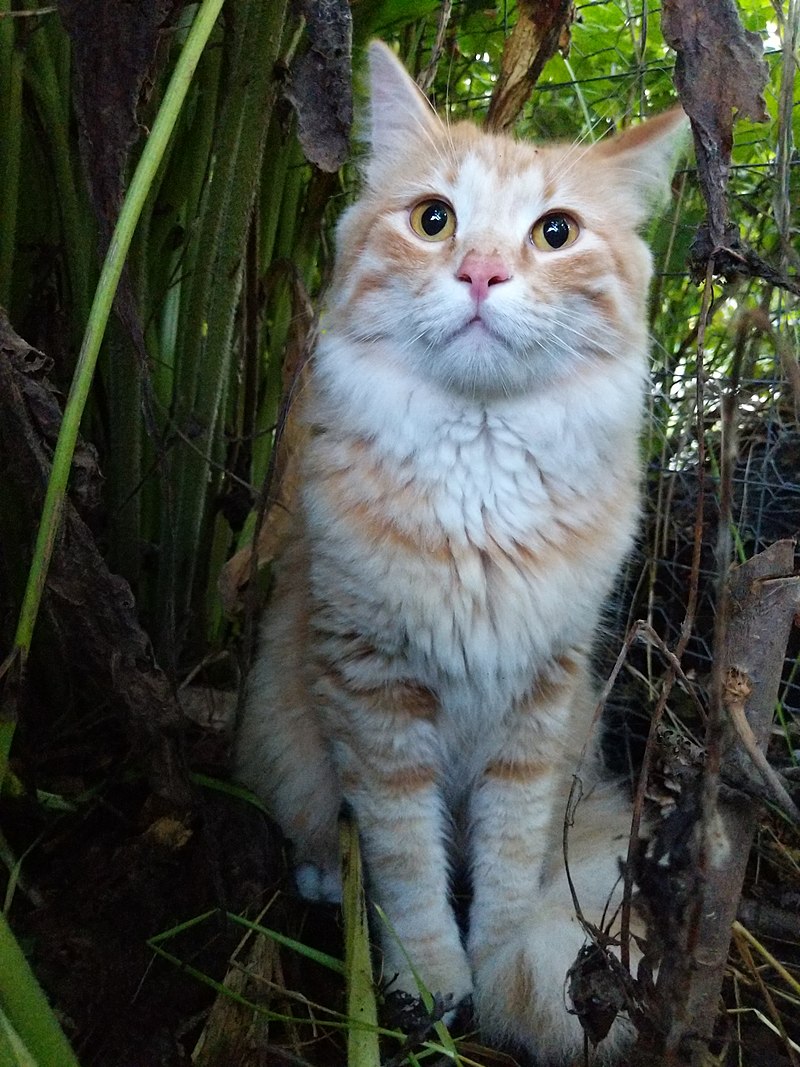 800px-domestic_cat_demonstrating_dilated_slit_pupils.jpg