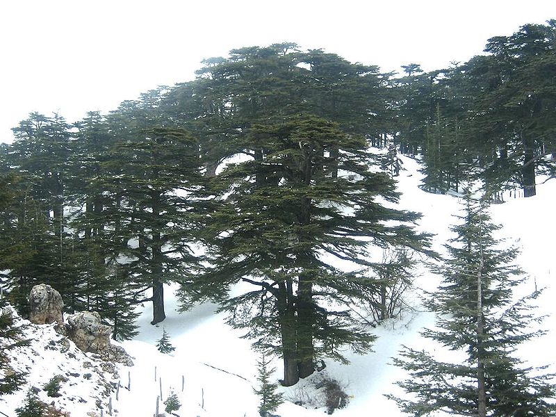 800px-forest_of_the_cedars_of_god.jpg