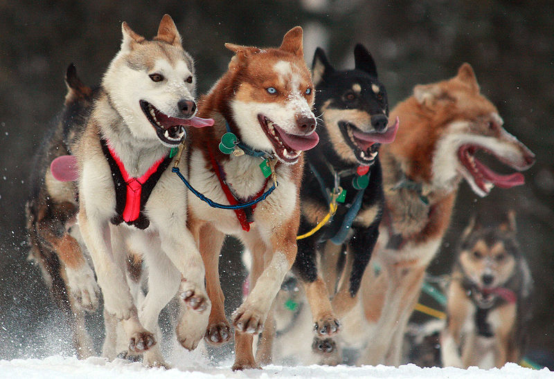 800px-iditarod_ceremonial_start_in_anchorage_alaska.jpg