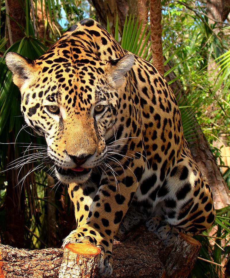 800px-junior-jaguar-belize-zoo.jpg