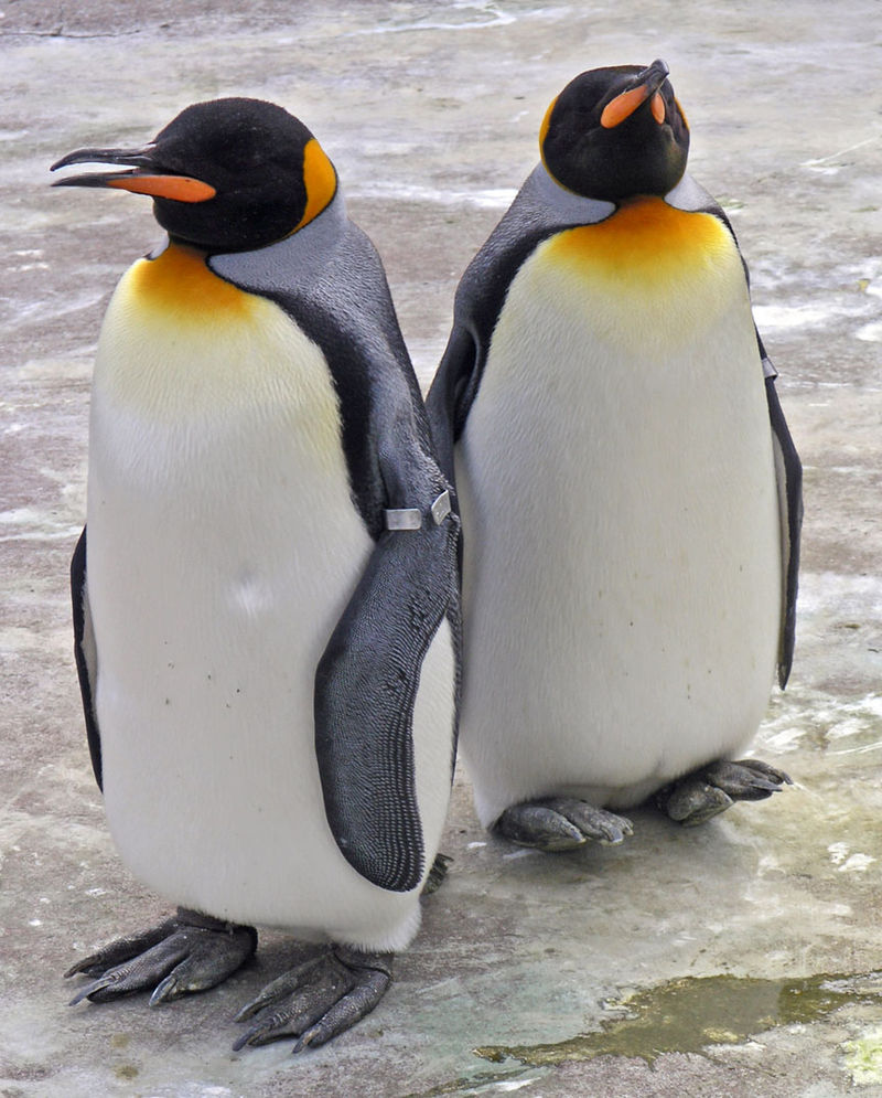 800px-penguins_edinburgh_zoo_2004_smc.jpg