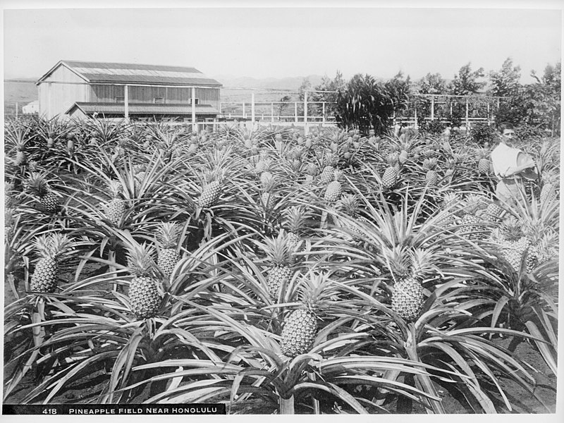 800px-pineapple_field_near_honolulu_hawaii_1907_chs-418.jpg