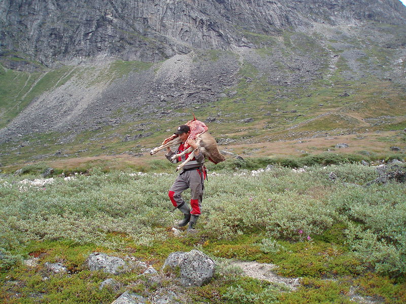 Vadász a zsákmányával - a halászat mellett a szárazföldi állatok elejtése is fontos táplálékforrás a grönlandi közösségeknek. (forrás: Wikipedia)