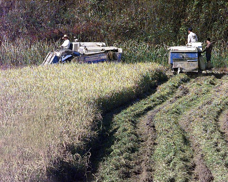 800px-south_koreans_harvest_rice_in_the_demilitarized_zone_of_korea_1988.jpg