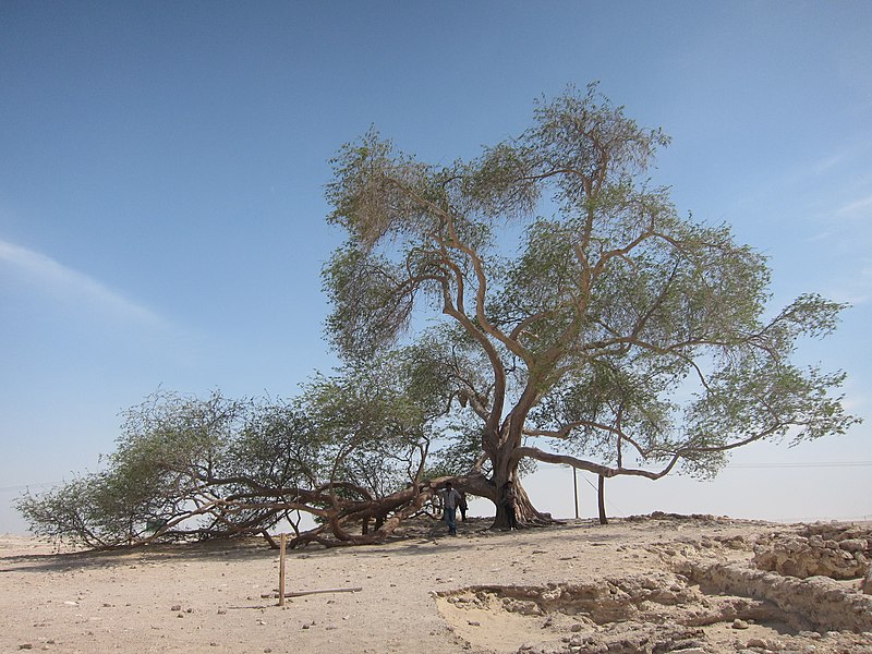 800px-tree_of_life_bahrain_01.jpg