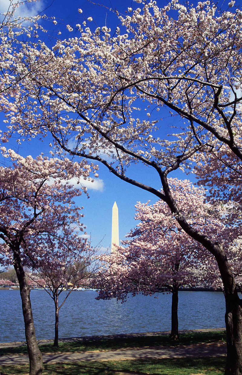 800px-washington_c_d_c_tidal_basin_cherry_trees.jpg