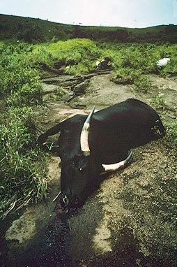 cow_killed_by_lake_nyos_gasses.jpg