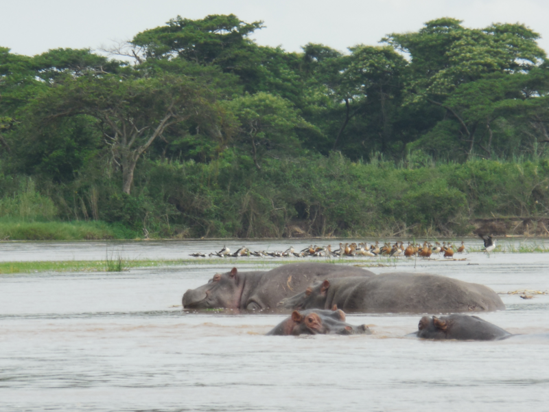 hippos_in_burundi.png