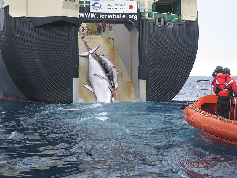 japan_factory_ship_nisshin_maru_whaling_mother_and_calf.jpg