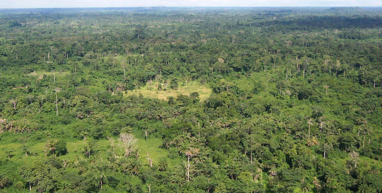 liberia_tropical_forest.jpg