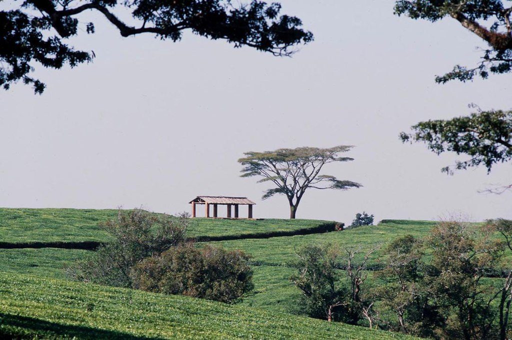 malawi_tea_estate.jpg