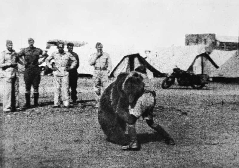 polish_22_transport_artillery_company_watch_as_one_of_their_comrades_play_wrestles_with_wojtek_their_mascot_bear_during_their_service_in_the_middle_east.jpg