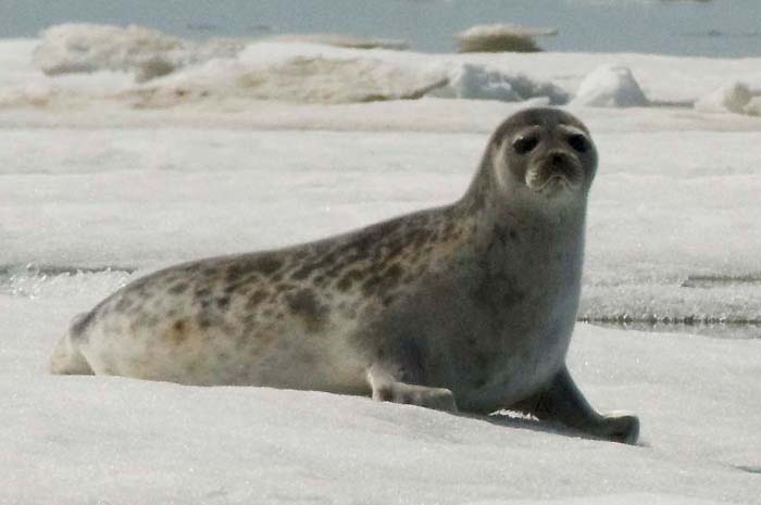 pusa_hispida_hispida_noaa_1.jpg