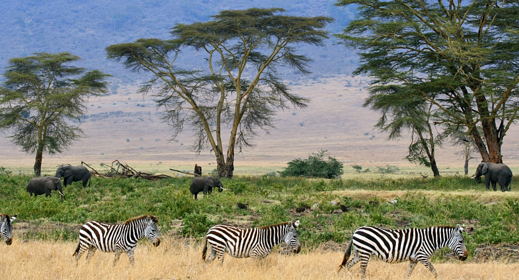 zebras_serengeti_savana_plains_tanzania.jpg