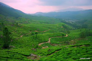 The amazing tea plantations of Munnar