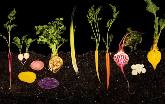 vegetable-garden2.jpg