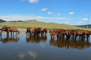 Orkhon-völgy kultúrtáj (Mongólia)