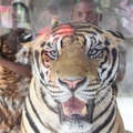 A tigris is lehet drogos Thaiföldön