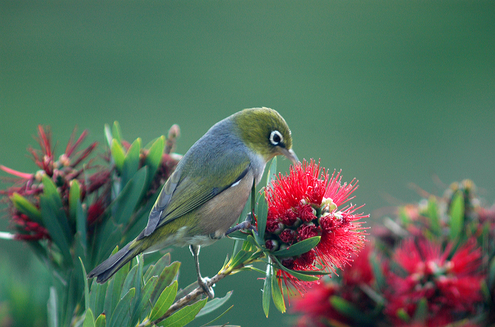 waxeye.jpg